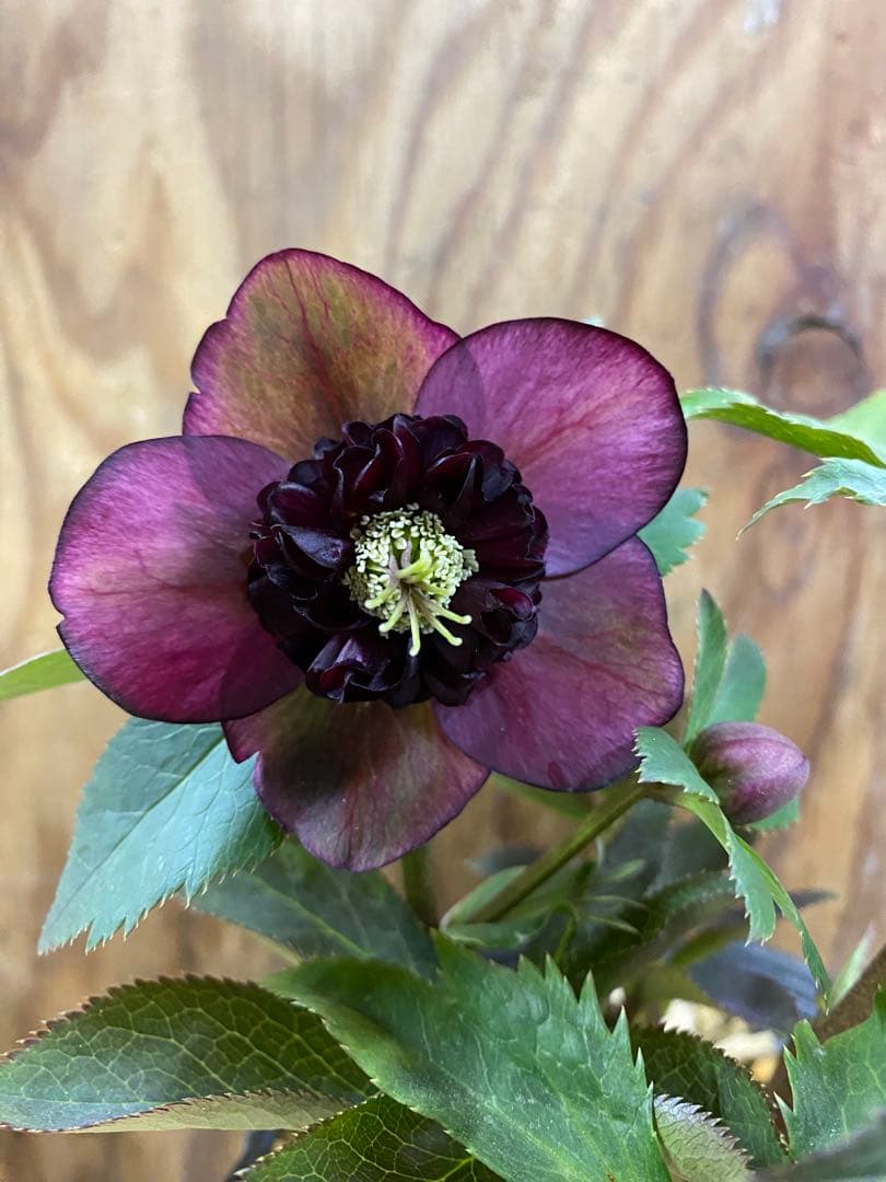 A*️様 アンティークモーリー　加藤農園