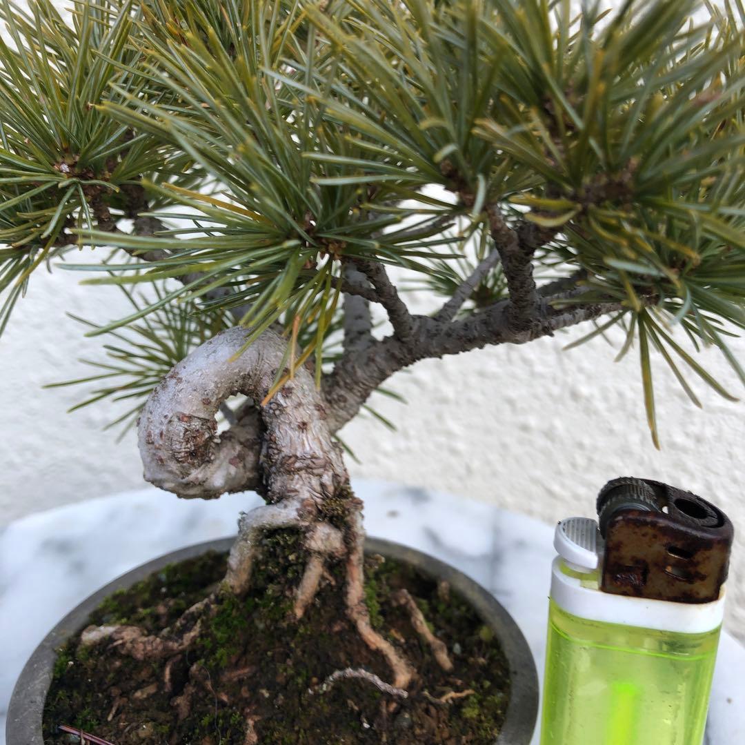 四国赤石五葉松の盆栽❣️