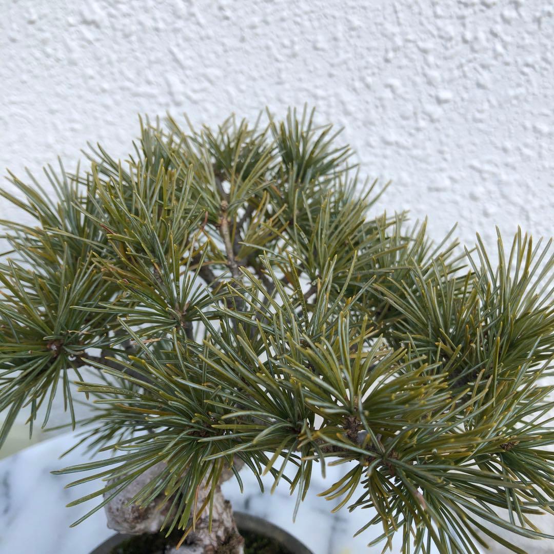 四国赤石五葉松の盆栽❣️