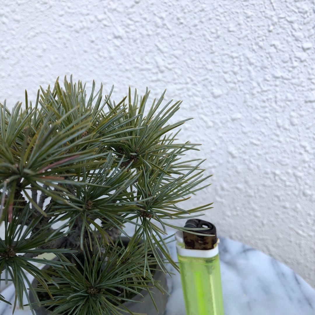 四国赤石五葉松の盆栽❣️