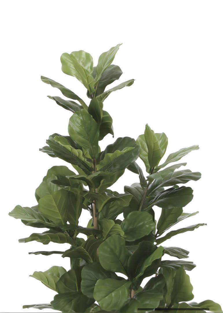 光触媒　人工観葉植物　ウォールグリーン　フェイクグリーン　カシワバゴム160