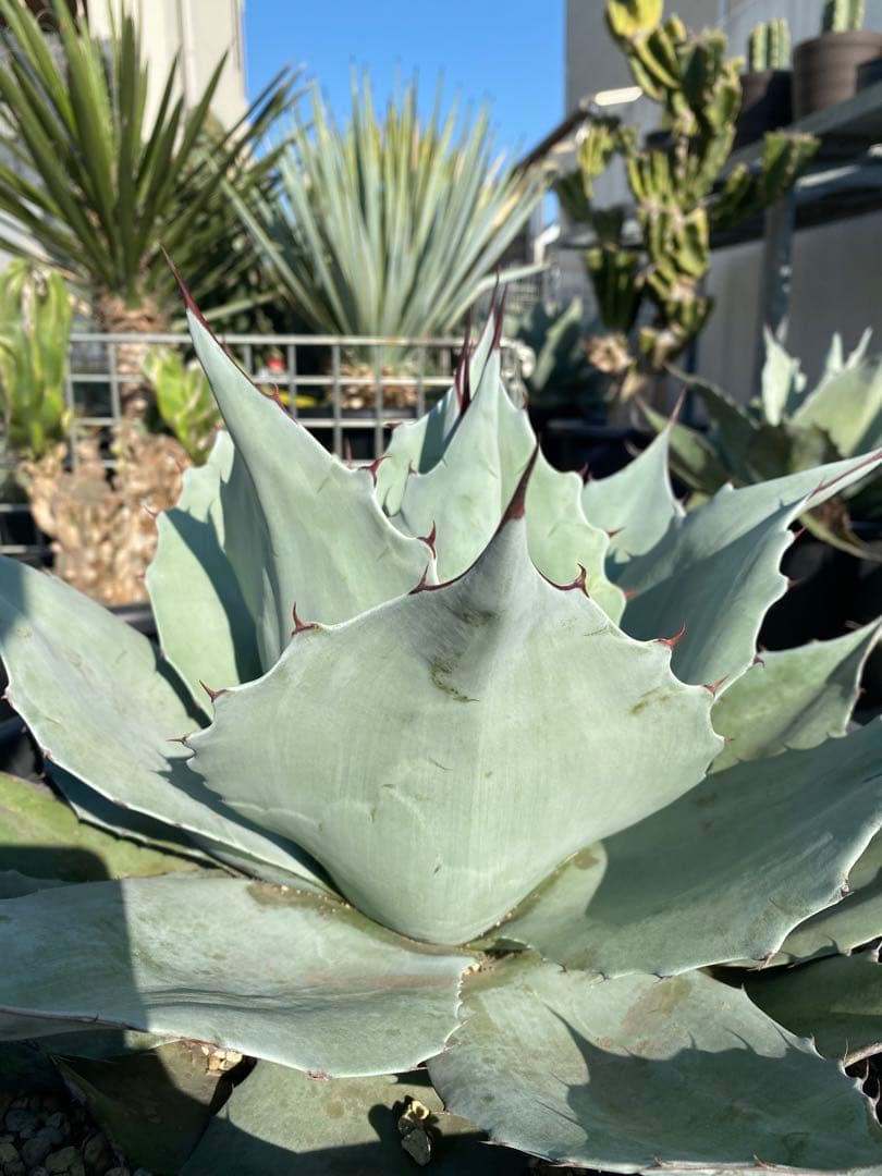 オバティーフォリア