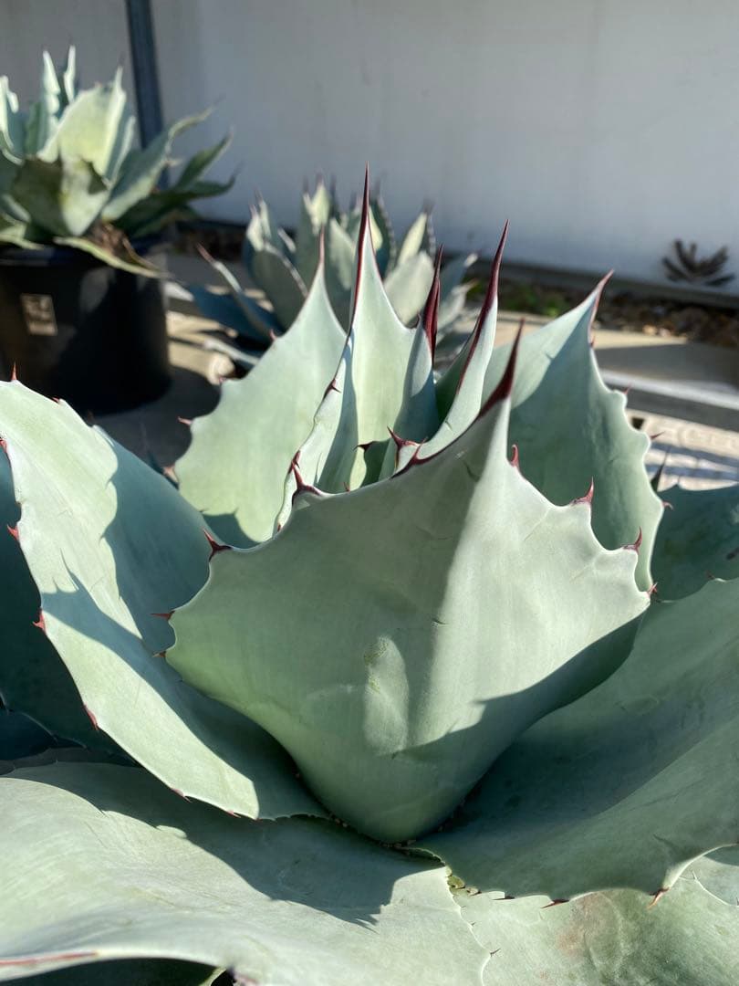 オバティーフォリア