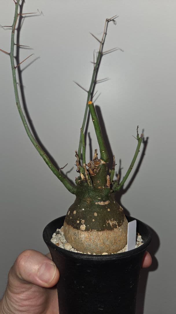 アデニアスピノーサ