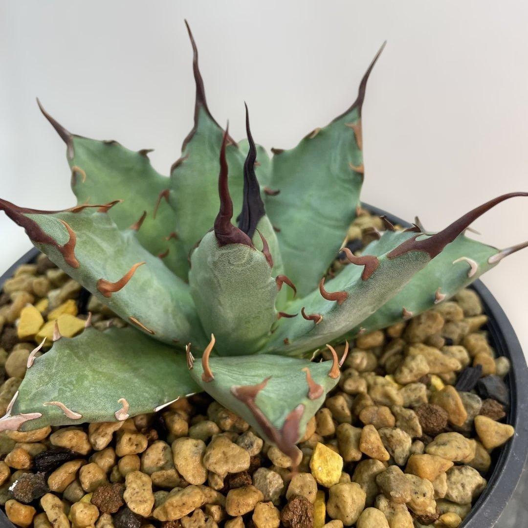 アガベ　ハイブリッド　妖炎×姫厳龍　seeding 子株多数付き　選抜株　台湾産