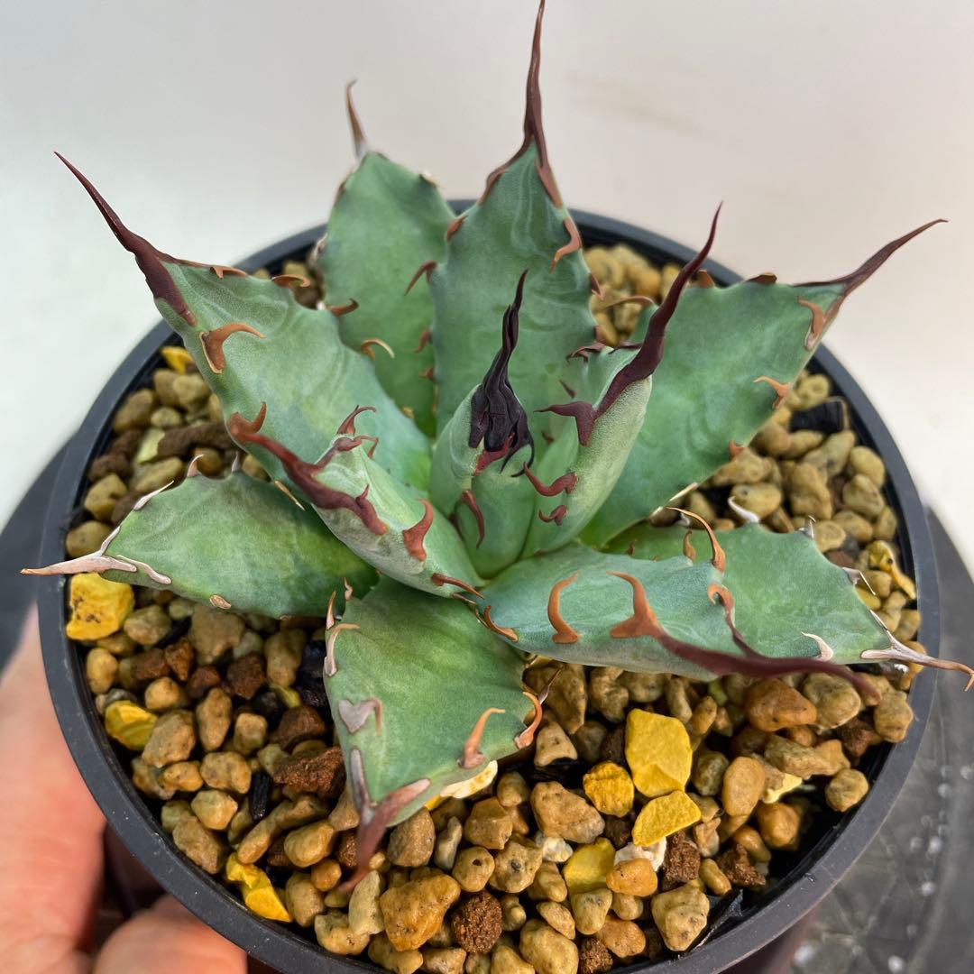 アガベ　ハイブリッド　妖炎×姫厳龍　seeding 子株多数付き　選抜株　台湾産