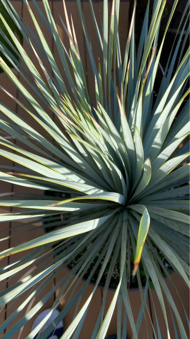 ユッカロストラータブルーサンダー