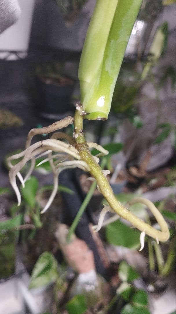 モンステラ　グリーンオングリーン　グリーンゴースト　1点のみ