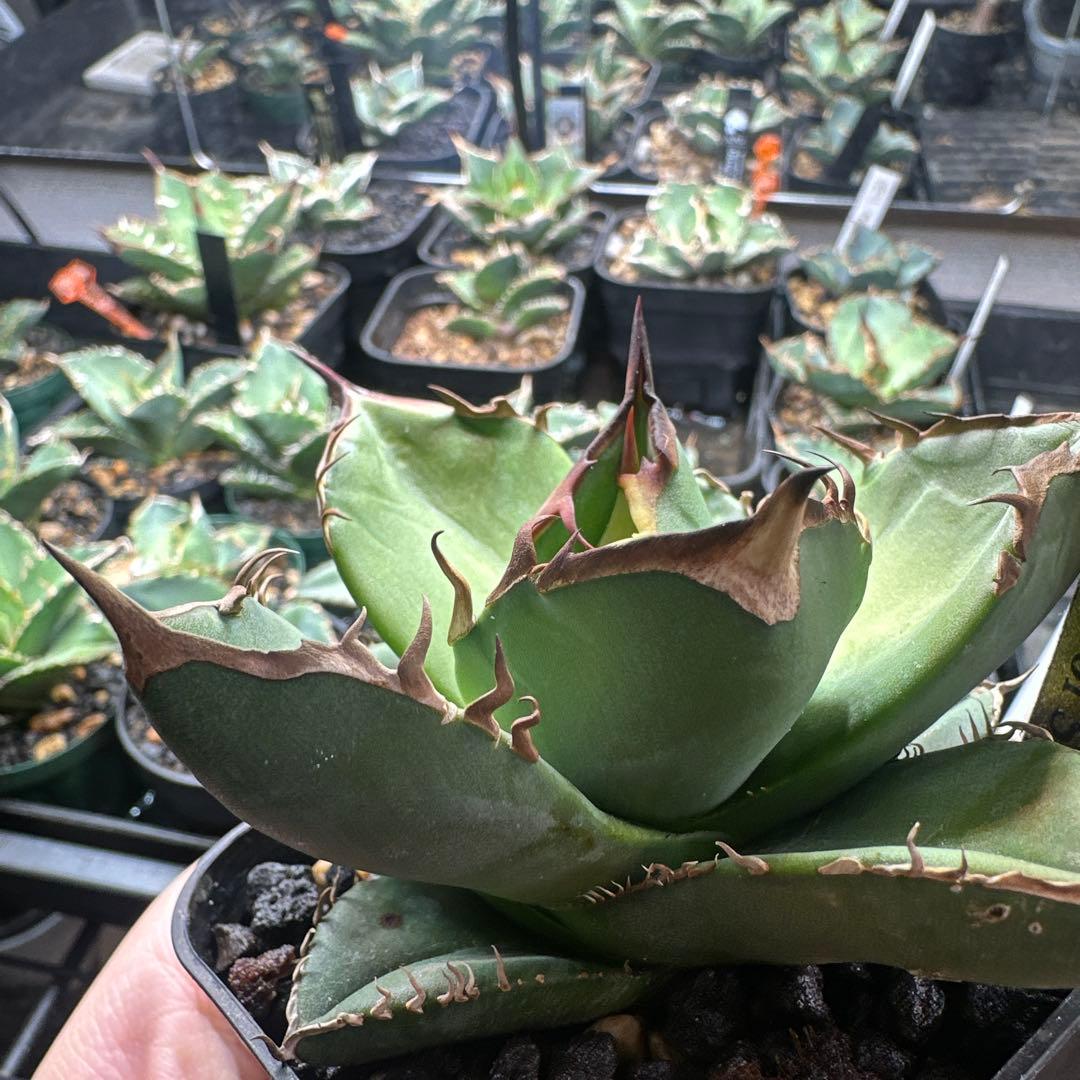 写真更新！　アガベ　オテロイ実生