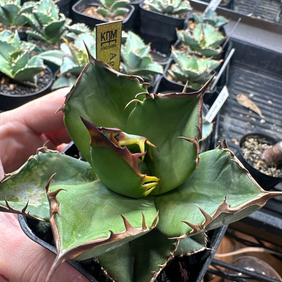 写真更新！　アガベ　オテロイ実生