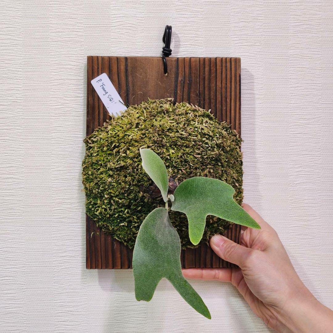 フーンシキOC子株　P.FoongSiQi　ビカクシダ 株分け品子株 オリジナル