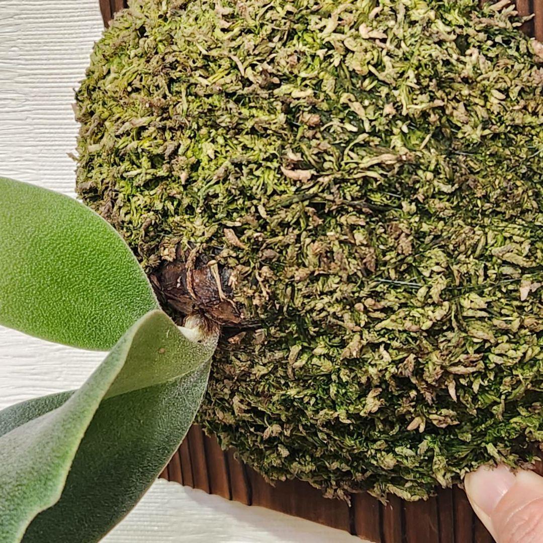 フーンシキOC子株　P.FoongSiQi　ビカクシダ 株分け品子株 オリジナル