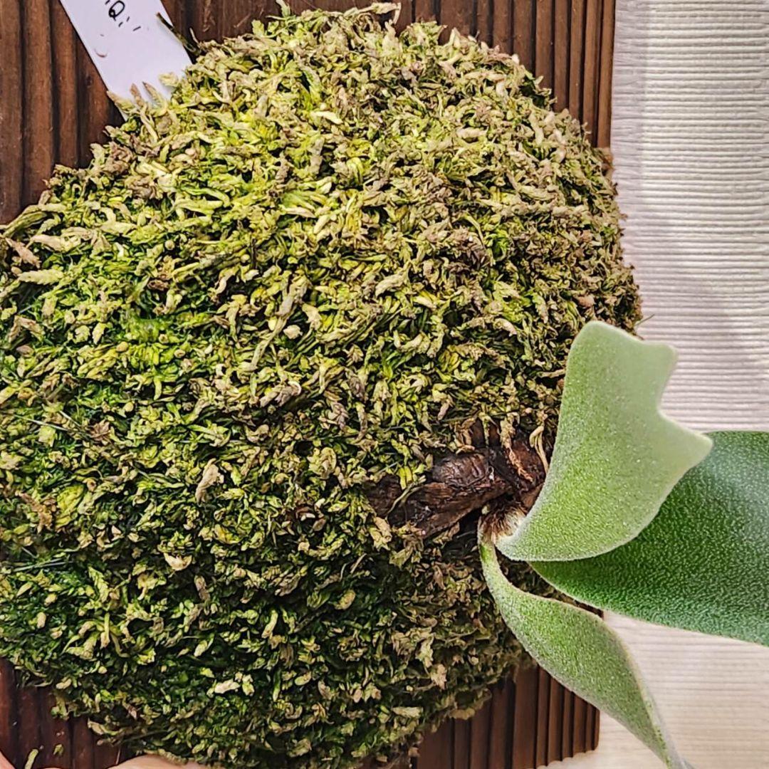 フーンシキOC子株　P.FoongSiQi　ビカクシダ 株分け品子株 オリジナル