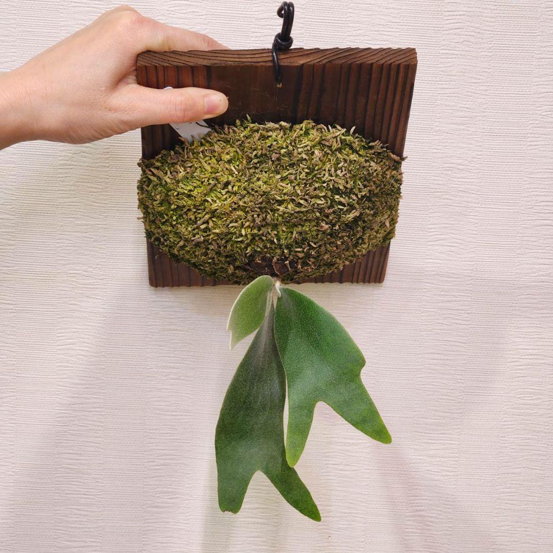 フーンシキOC子株　P.FoongSiQi　ビカクシダ 株分け品子株 オリジナル