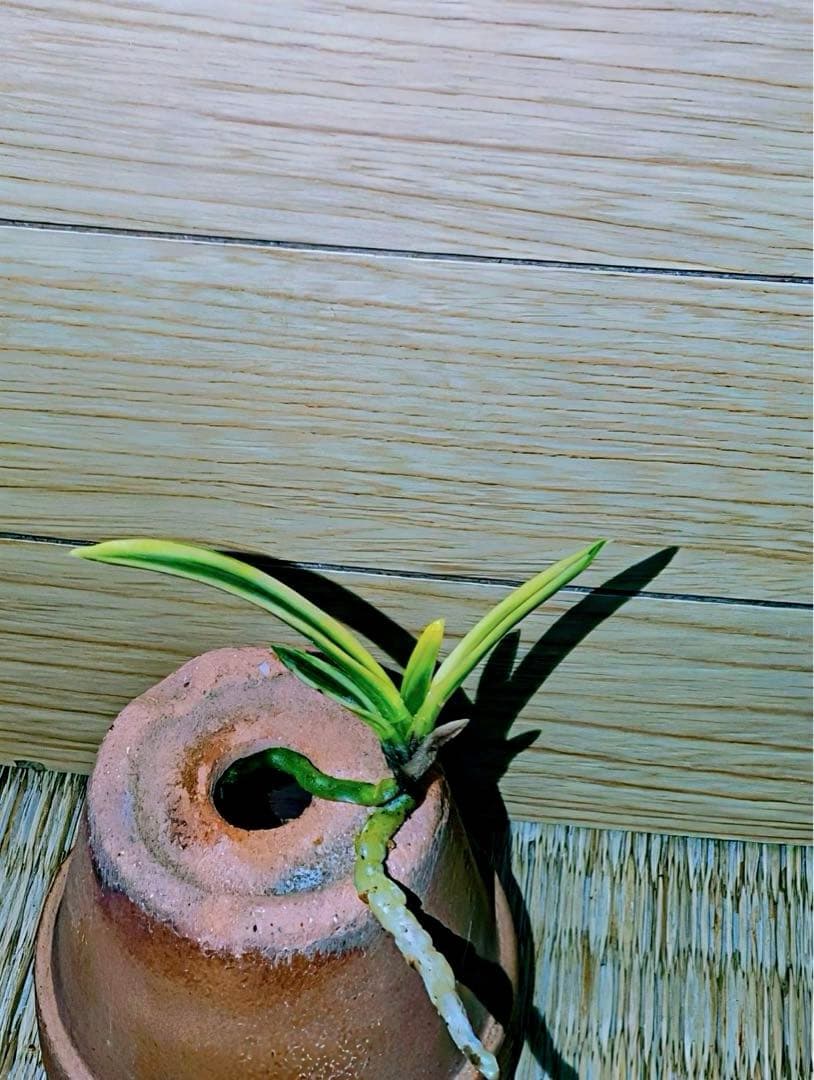 富貴蘭「金閣」若木割子