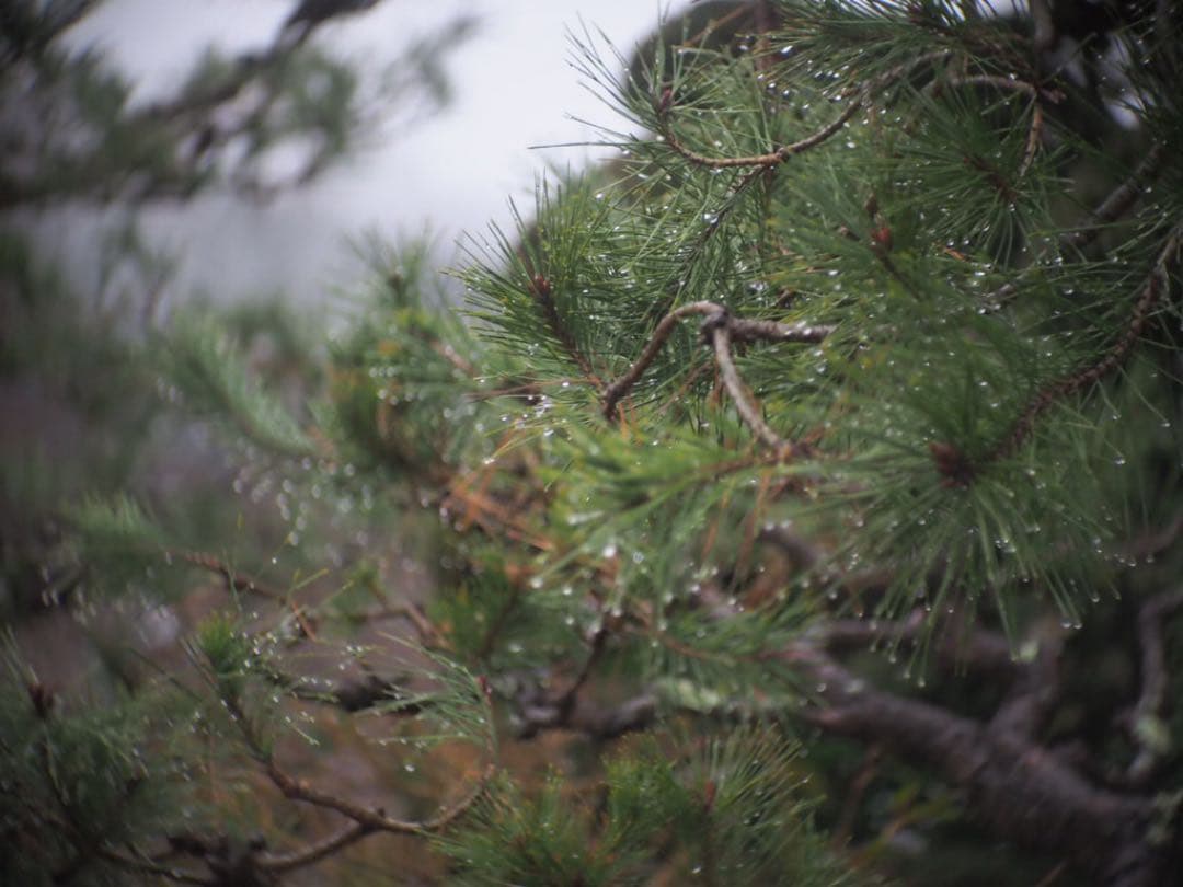 Cマウント　EASTMAN KODAK ROCHESTER 63mm F2.9