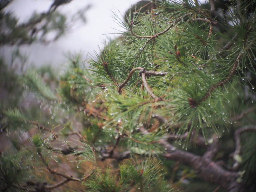Cマウント　EASTMAN KODAK ROCHESTER 63mm F2.9