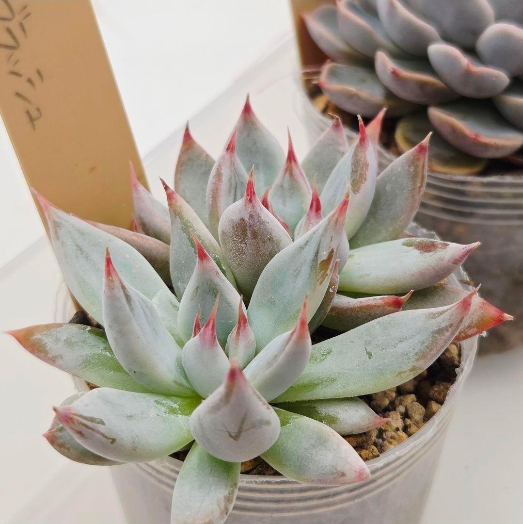 M*2様 ⑯大きめ ももホイップ❣️ミニマカロン交配❣️恋交配❣️発根済6苗メル