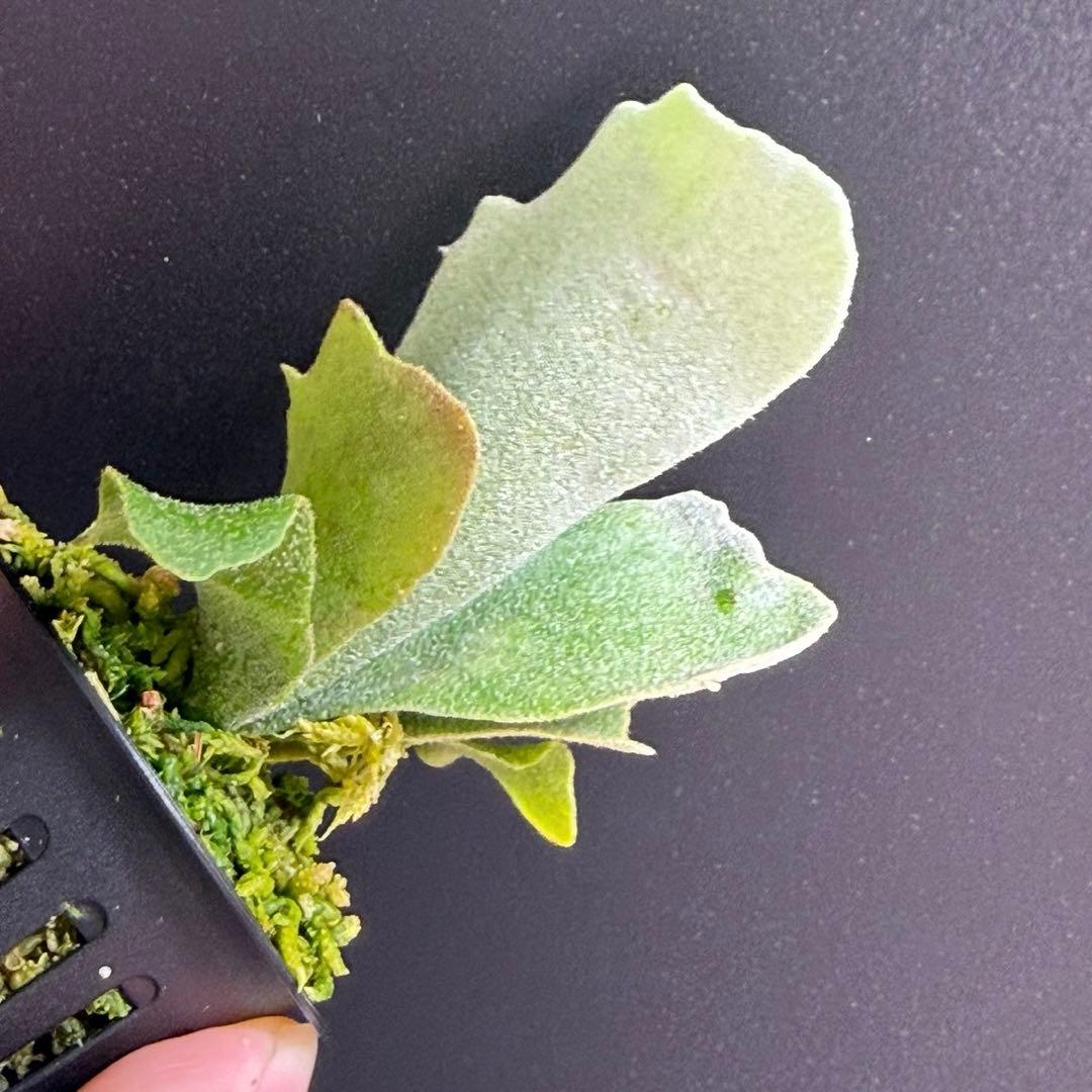 ①bilibili thunder sporeling ビリビリサンダー