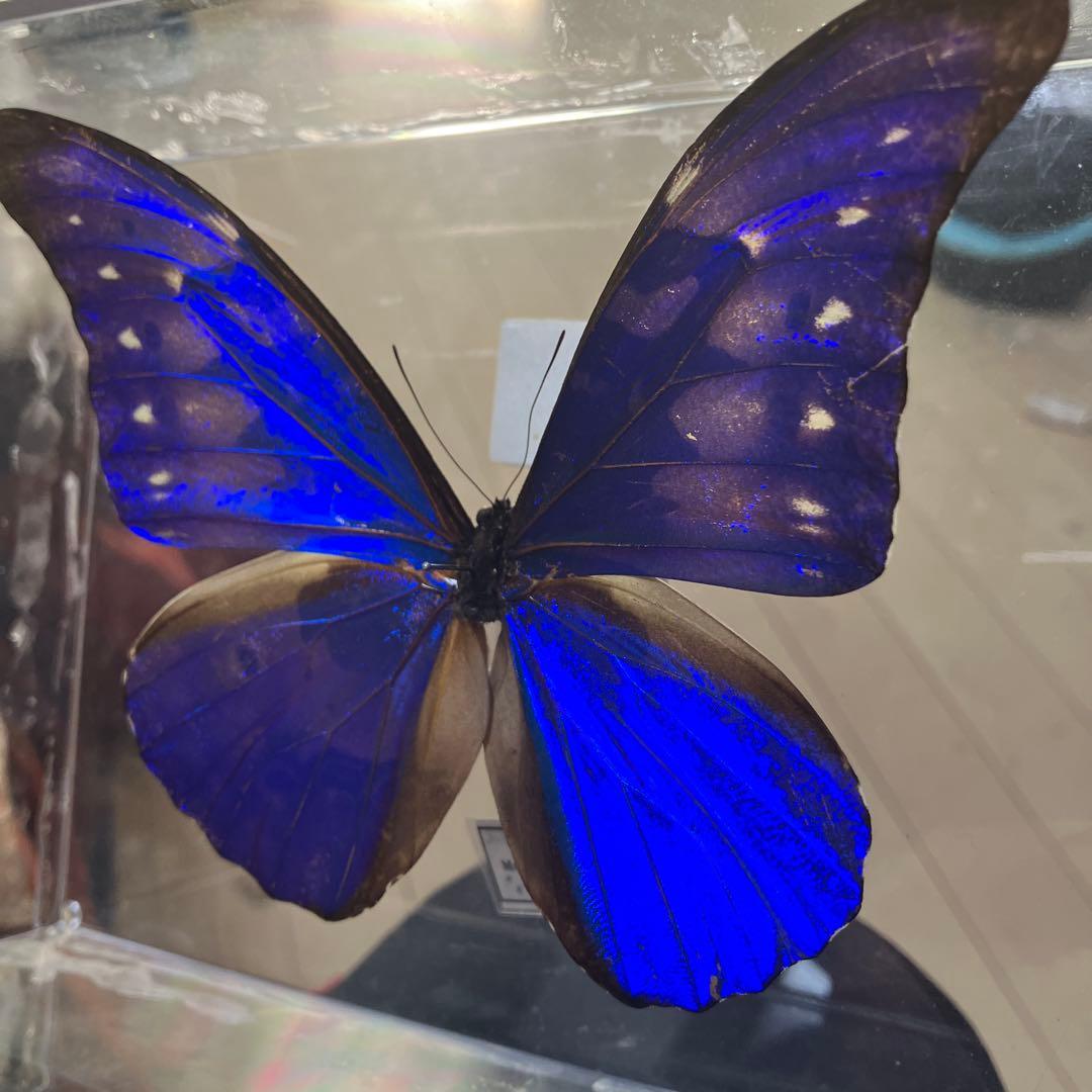 カキカモルフォ♂