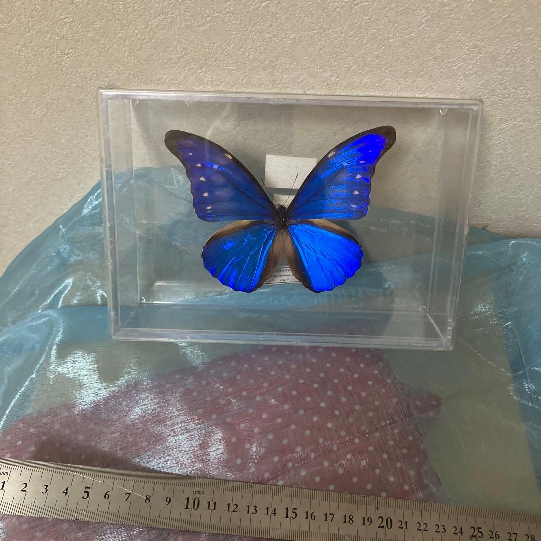 カキカモルフォ♂