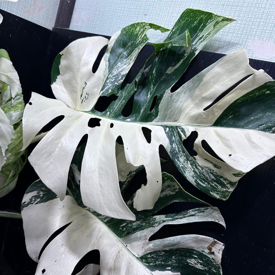 す*る様 斑入りモンステラ ホワイトタイガー極美大株74cm白斑多