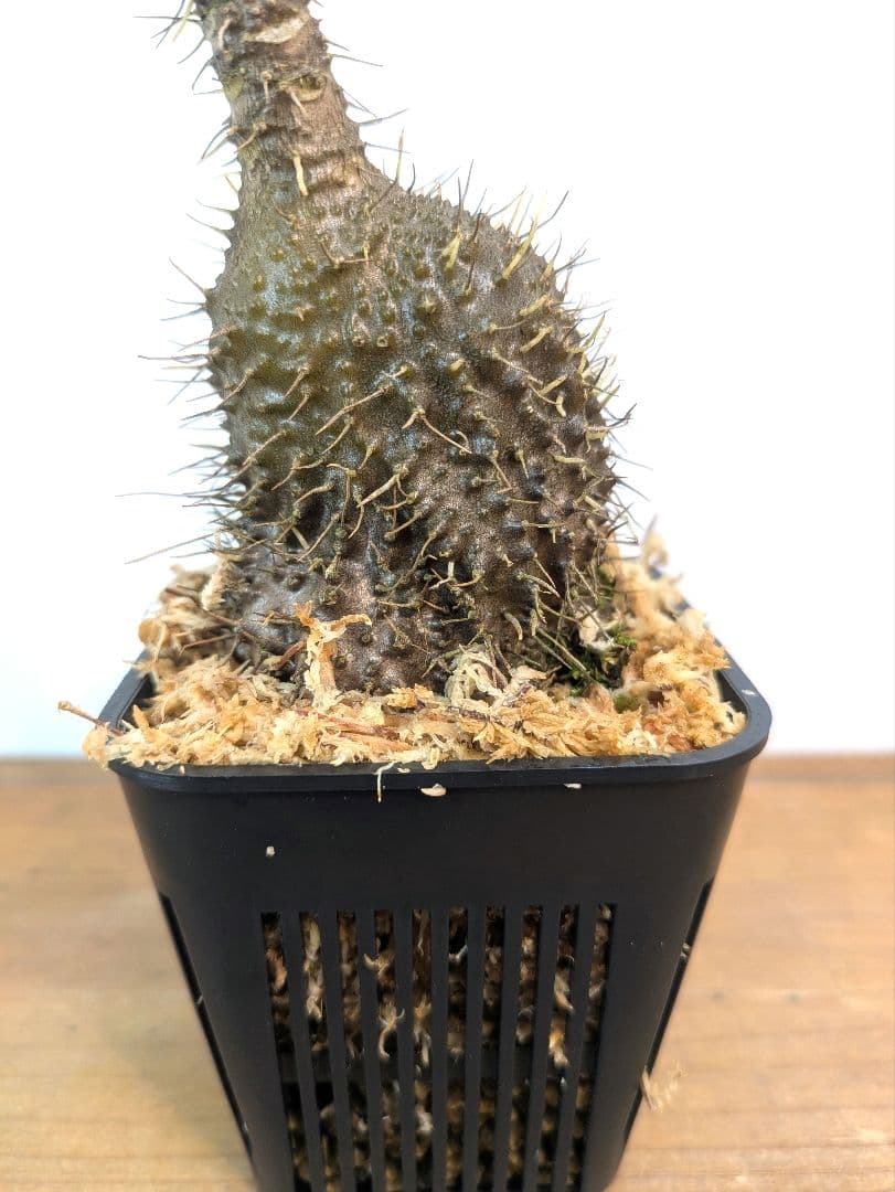 ミルメコディア プラティティレア オレンジ ペティオールズ アリ植物