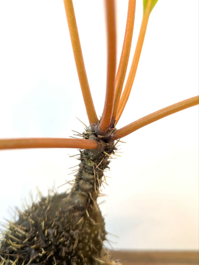 ミルメコディア プラティティレア オレンジ ペティオールズ アリ植物