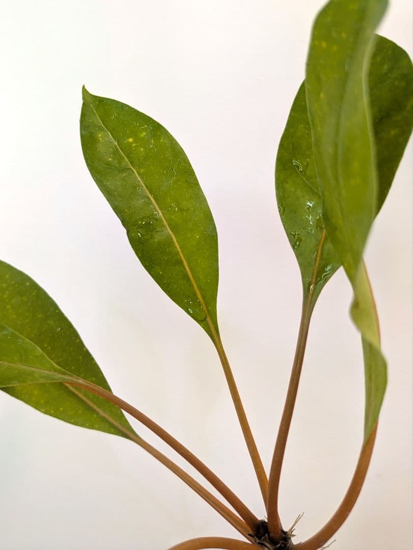 ミルメコディア プラティティレア オレンジ ペティオールズ アリ植物