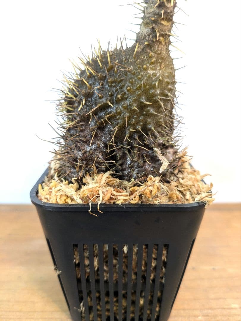 ミルメコディア プラティティレア オレンジ ペティオールズ アリ植物