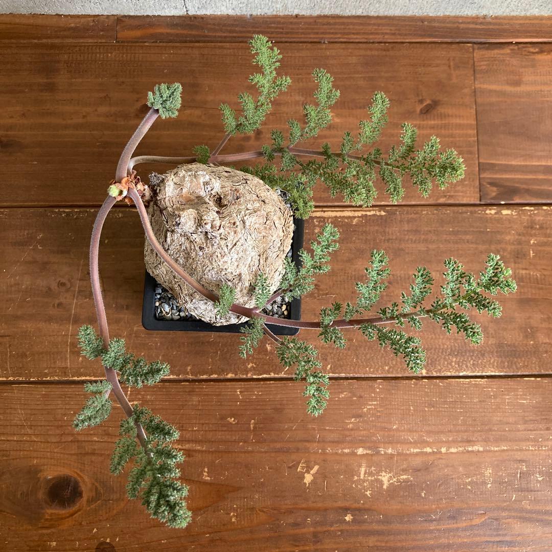 ペラルゴニウム トリステ 現地株 発根済み