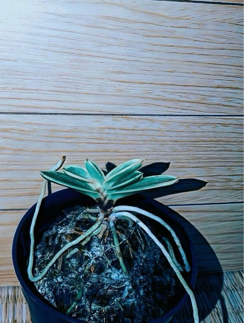 富貴蘭「当棚名：雪達磨」（東三河専門店名：白日夢）