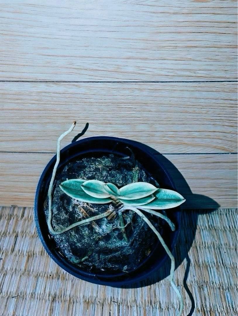 富貴蘭「当棚名：雪達磨」（東三河専門店名：白日夢）