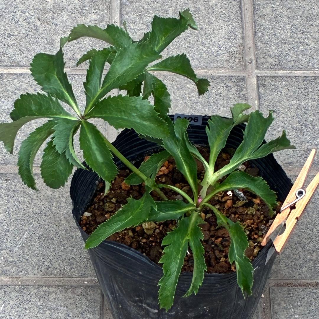 ま*い様 3406☘️蕾付き☘️超レア☘️唯一無二☘️⭐️ツヤツヤ赤⭐️クッキリ