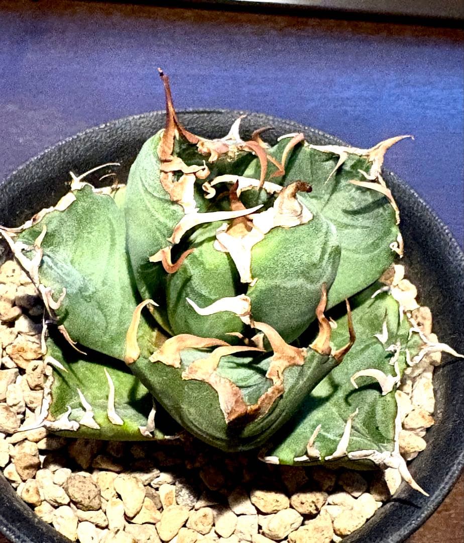 【コレクション株】アガベ　チタノタ　魔丸　No.4