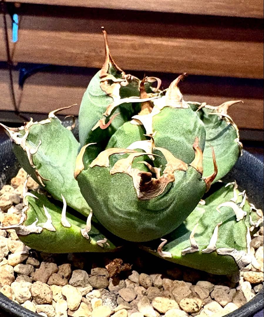 【コレクション株】アガベ　チタノタ　魔丸　No.4