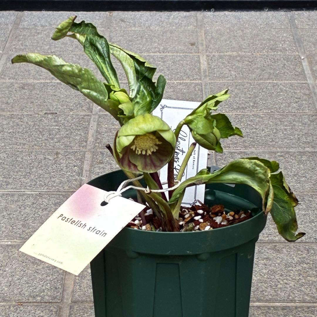 き*ん様 3465 ☘️極上☘️花、タグ付☘️抹茶パステ⭐️コロコロ手毬咲き⭐️