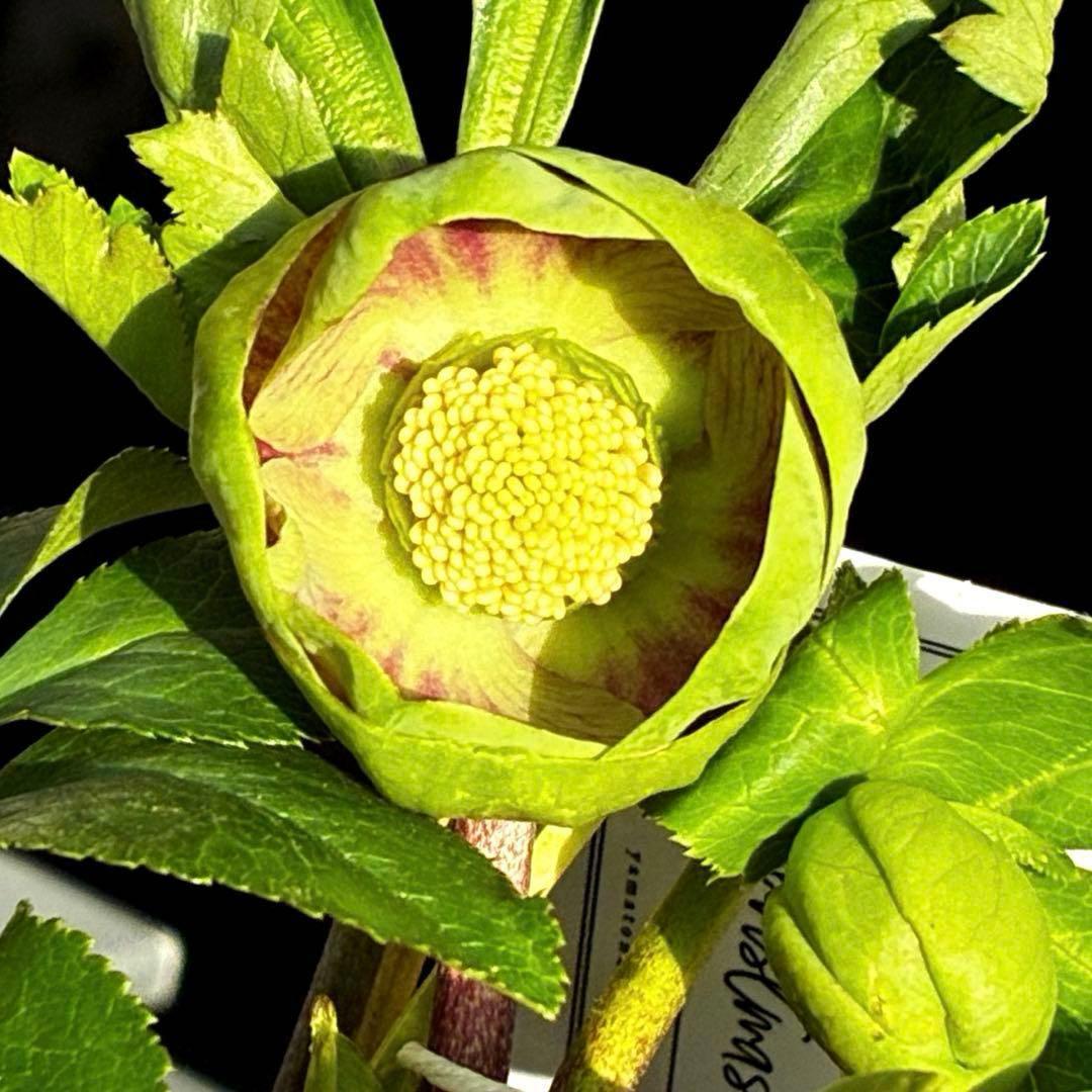 き*ん様 3465 ☘️極上☘️花、タグ付☘️抹茶パステ⭐️コロコロ手毬咲き⭐️