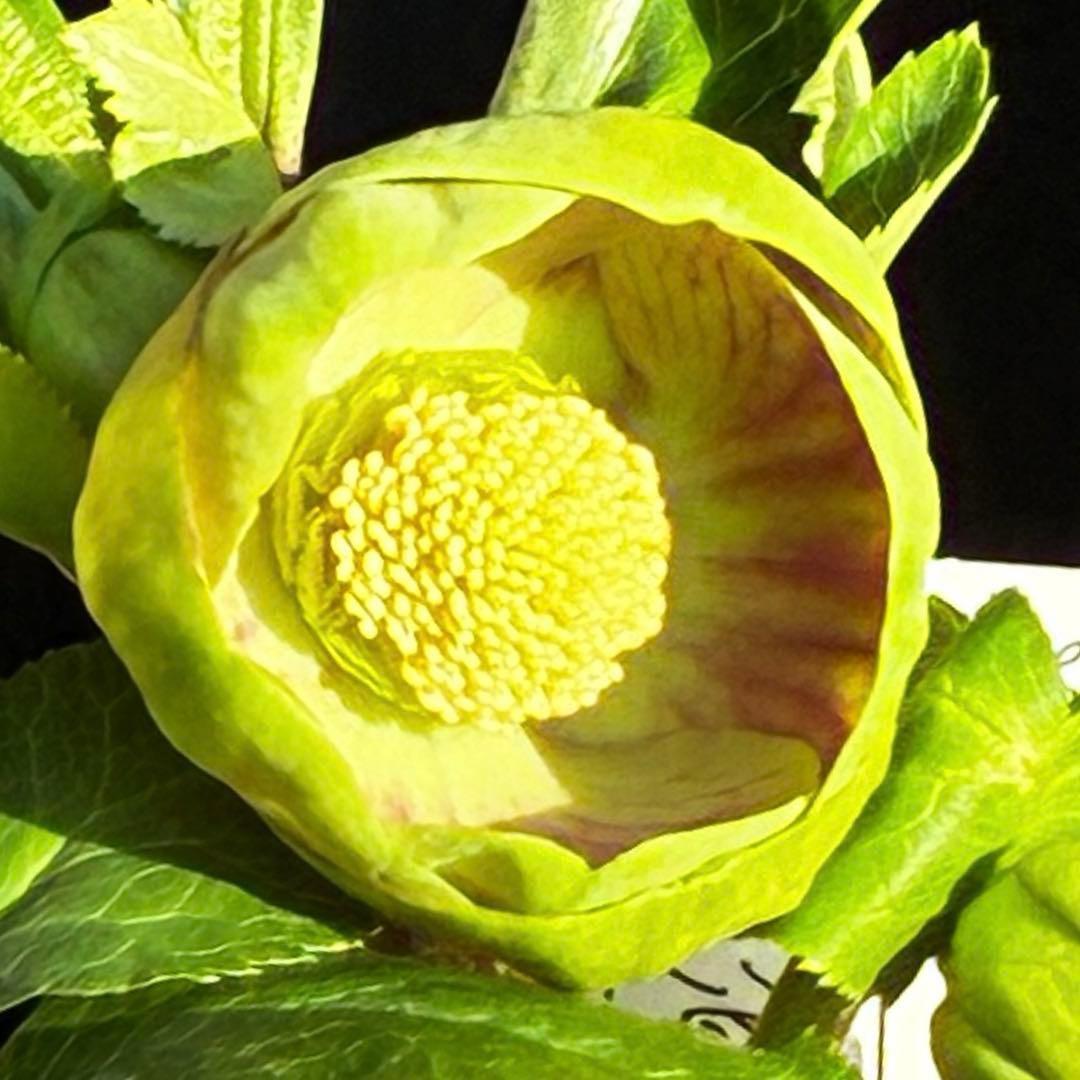 き*ん様 3465 ☘️極上☘️花、タグ付☘️抹茶パステ⭐️コロコロ手毬咲き⭐️