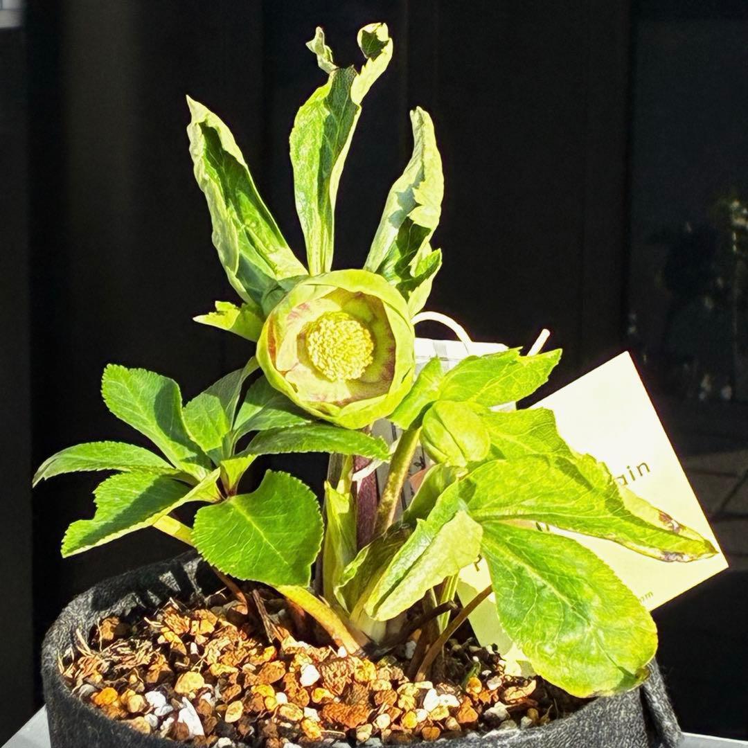 き*ん様 3465 ☘️極上☘️花、タグ付☘️抹茶パステ⭐️コロコロ手毬咲き⭐️