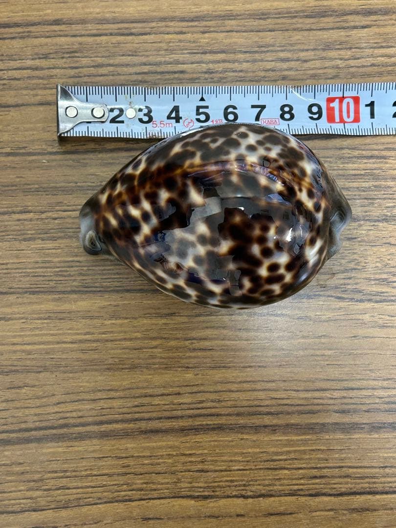 特大(約10cm)天然星宝貝　　　　　　　約 100mm✖️70mm✖️50mm