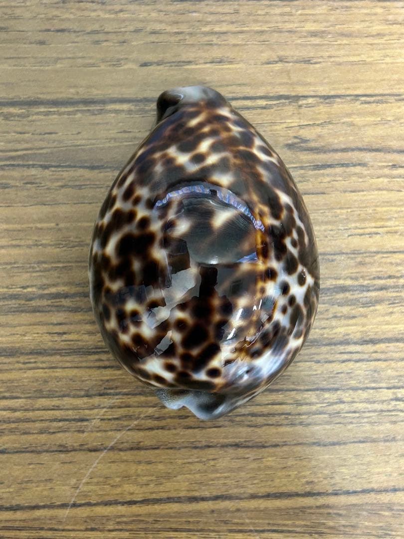 特大(約10cm)天然星宝貝　　　　　　　約 100mm✖️70mm✖️50mm