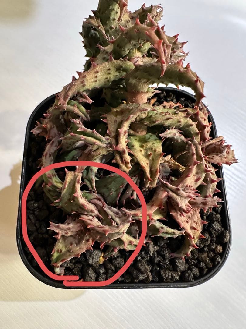 Aloe castilloniae子株