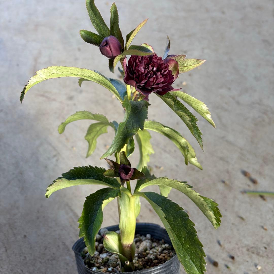 r*o様 045 クリスマスローズ　フル多弁　開花株