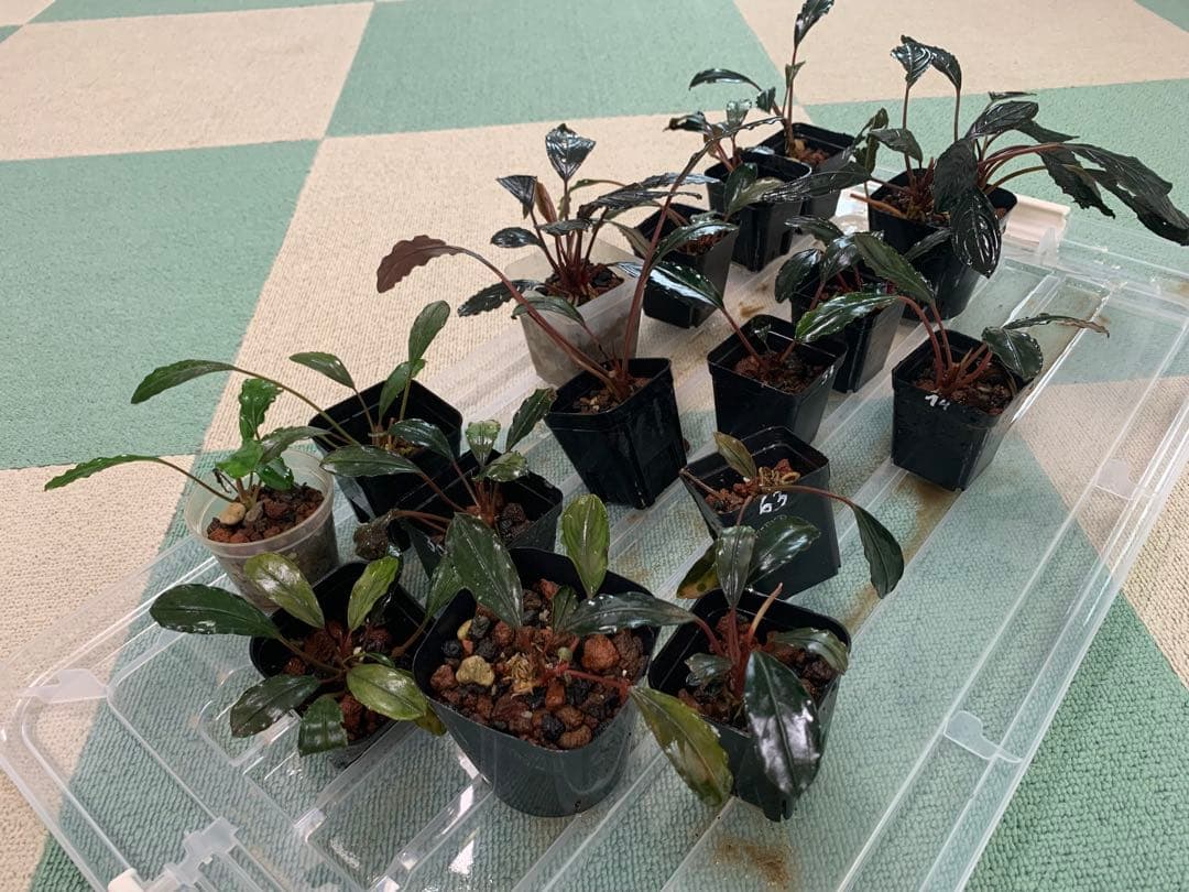 ブセファランドラ。　17株　セール