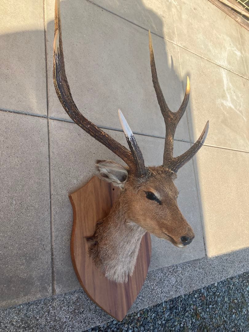 ハンティングトロフィー 鹿の剥製 壁飾り