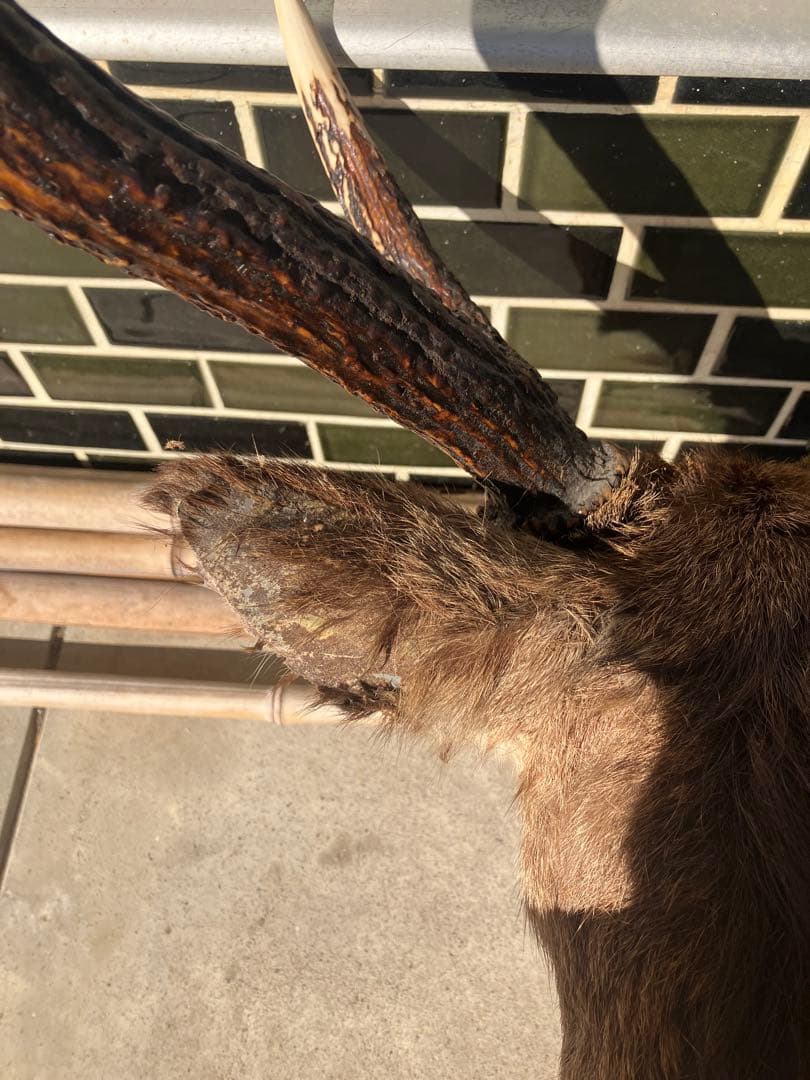 ハンティングトロフィー 鹿の剥製 壁飾り