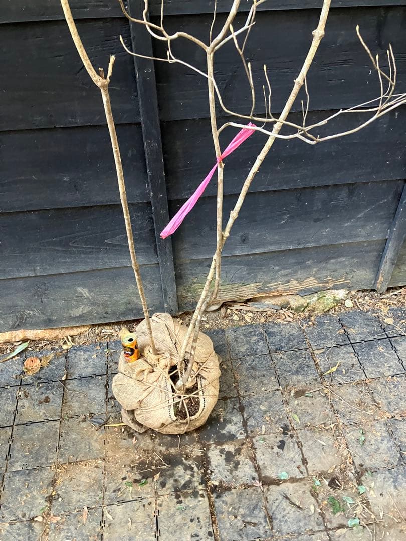 山採り　オトコヨウゾメ　ミツバツツジ　混合株