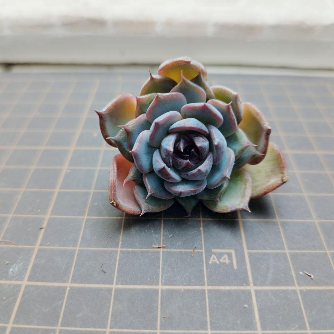 ブラックディーバ◎多肉植物 カット苗 韓国苗 エケベリア等