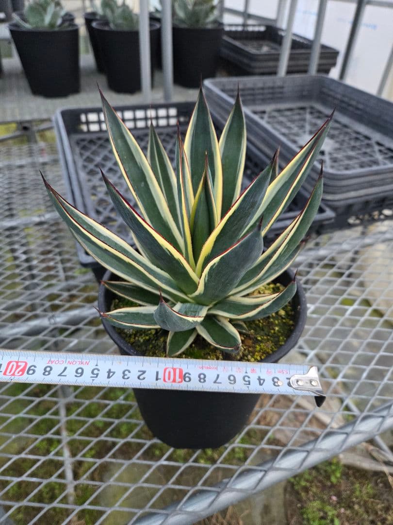 アカベ　スノーグロー